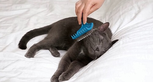 cepillo sobre un gato