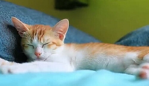 gatito durmiendo la siesta, rascadores gatos amazon basics