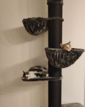 RHR Quality Tower con gatos