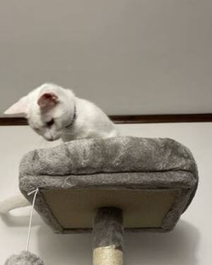 feandrea pct 191w gatito en cama