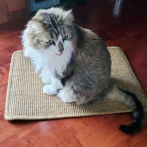 alfombra rascadora gatos fukumaru