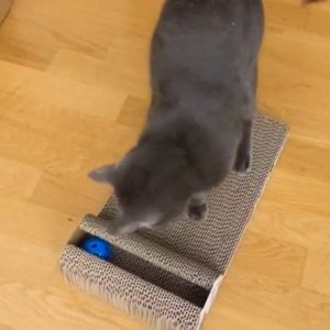 rascador gatos riijk carton