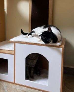 rascadores de madera para gatos