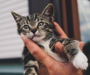 Rascadores Pequeños para Gatos | Efectividad en Miniatura