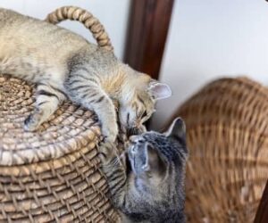 Tipos de Rascadores para Gatos, Descubre sus Características