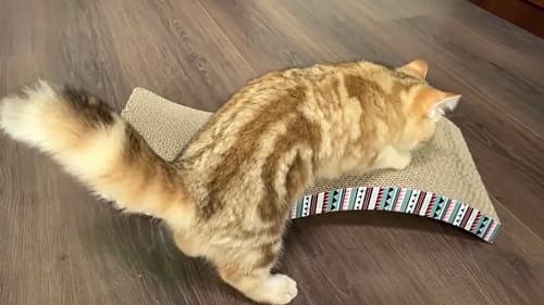 enseñar al gato a usar su rascador