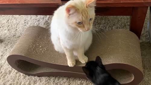 educar gato adulto