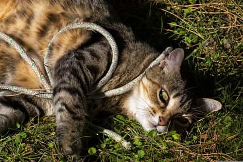 preparar casa gato cuerdas