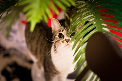 preparar casa gato plantas