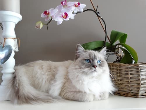 preparar casa gato